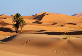 Vẻ đẹp mê hồn trên sa mạc