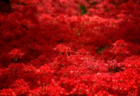 Ngỡ ngàng với rừng hoa bỉ ngạn đẹp như trong truyền thuyết ở Nhật Bản
