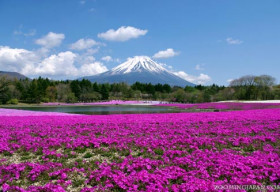 Thiên đường hoa Chi Anh ở Nhật Bản