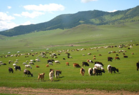 Du mục trên thảo nguyên Mông Cổ