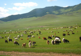 Du mục trên thảo nguyên Mông Cổ