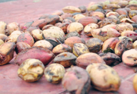 Hạt bàng rang Côn Đảo