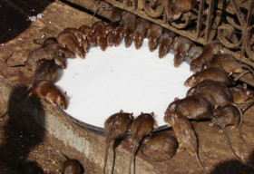 Đền thờ thánh chuột duy nhất trên thế giới