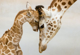 Ai cũng phải làm cha mẹ