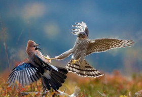 Loạt ảnh thiên nhiên tuyệt đẹp đoạt giải Big Picture 2014