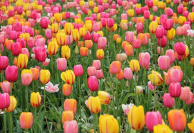 Tháng 9 đi hội hoa xuân