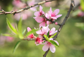 Thuốc hay từ các loài hoa