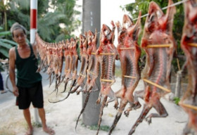 Về miền Tây thưởng thức ‘vũ nữ chân dài’