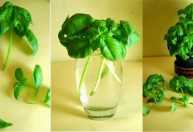 Thuỷ canh tại gia