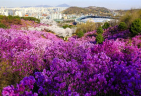 Đẹp ngây ngất lễ hội hoa đỗ quyên hồng Hàn Quốc