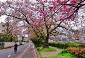 Những góc phố nhuộm hồng sắc hoa anh đào Nhật