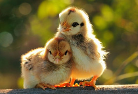 Sự thật về loài gà khiến chúng ta phải thay đổi suy nghĩ