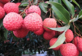 Đợi 12 năm để quả vải đi Úc: Cửa thì đã mở, nhưng chưa thể vào