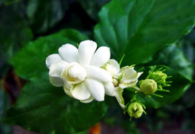 Bài thuốc dân gian chữa bệnh hiệu quả từ hoa nhài
