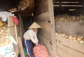 Lâm Đồng: Khan hiếm, hành tây Đà Lạt bất ngờ tăng giá gấp 5 lần