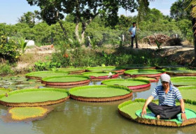 Ngôi chùa trồng loài sen lớn nhất thế giới ở Việt Nam