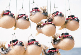 Vì sao người Nhật bỏ nghìn đô ăn cá nóc chết người?
