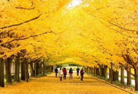 Nhật Bản tuyệt vời vào mùa thu
