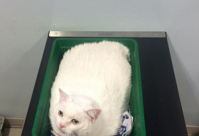 Tìm hiểu “nỗi thống khổ” của những thú cưng khi bị thừa cân