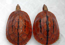 Đại gia Việt săn “thần dược” rùa vàng, rùa hộp 3 vạch
