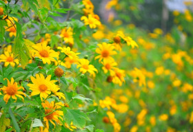 Du lịch mùa hoa dã quỳ