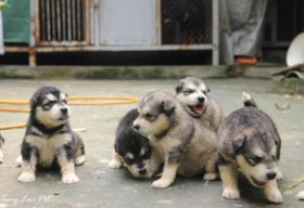 “Cười ra nước mắt” chuyện vợ chồng chia đàn chó giữa tòa