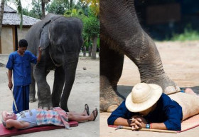 Đến Thái thưởng thức mát xa… voi