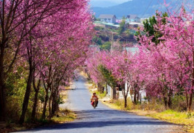 Những mùa hoa gây thương nhớ ở Đạt Lạt nên thăm thú một lần trong đời
