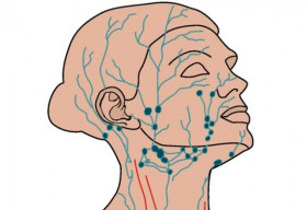Hệ bạch huyết và cơ chế thải độc của làn da