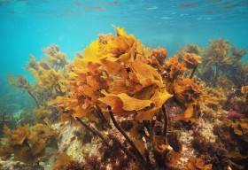 Công nghệ dưỡng trắng từ tế bào gốc đầu tiên tại châu Á đã đến Việt Nam