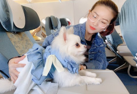 Kiều Linh ‘chịu chơi’ chi gần 13 triệu chỉ để cún cưng đi máy bay