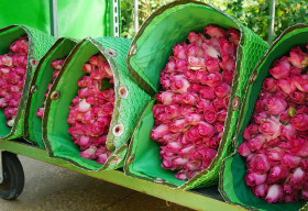 Valentine cận kề, hoa hồng tăng giá gấp 3-4 lần, thay đổi từng ngày