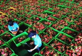 Doanh nghiệp xuất khẩu nông sản bị giá xăng ‘dìm’: Cần cứu gấp như cứu hàng không