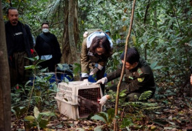‘Thủ đô bảo tồn’ Cúc Phương: 60 năm hành trình gìn giữ sự đa dạng sinh học