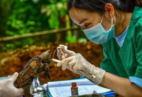 Những câu chuyện về rừng