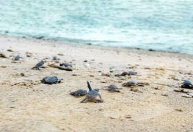 ‘Chạy Bộ Vì Rùa Biển’ – Hoạt động ý nghĩa đánh dấu hành trình 2 năm của The Secret Côn Đảo