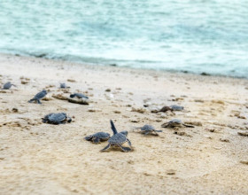 ‘Chạy Bộ Vì Rùa Biển’ – Hoạt động ý nghĩa đánh dấu hành trình 2 năm của The Secret Côn Đảo