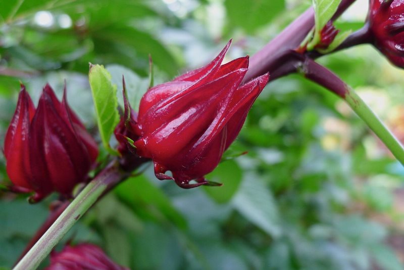  Hibiscus – Ruby của sức khoẻ, thảo mộc được nhiều quốc gia ưa chuộng
