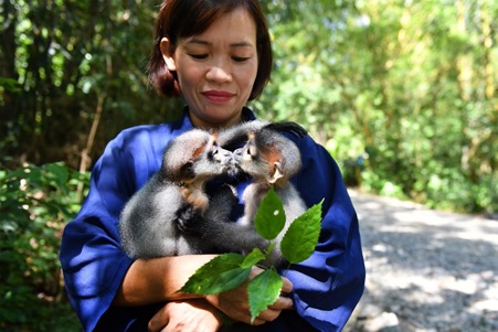 Menard Việt Nam 2 1 Thủ đô bảo tồn Cúc Phương: 60 năm hành trình gìn giữ sự đa dạng sinh học