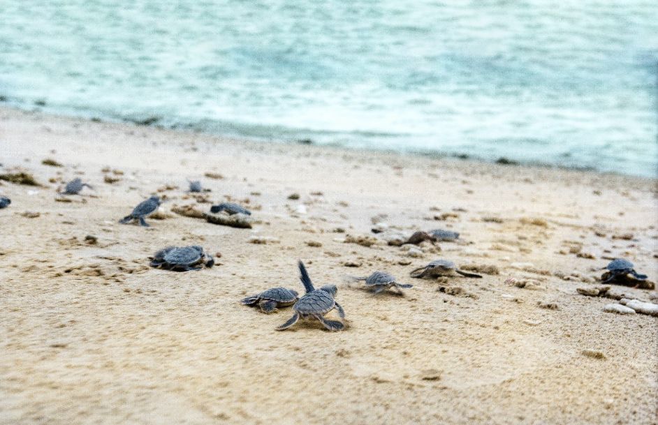 AKYN Hospitality Group Chạy Bộ Vì Rùa Biển – Hoạt động ý nghĩa đánh dấu hành trình 2 năm của The Secret Côn Đảo