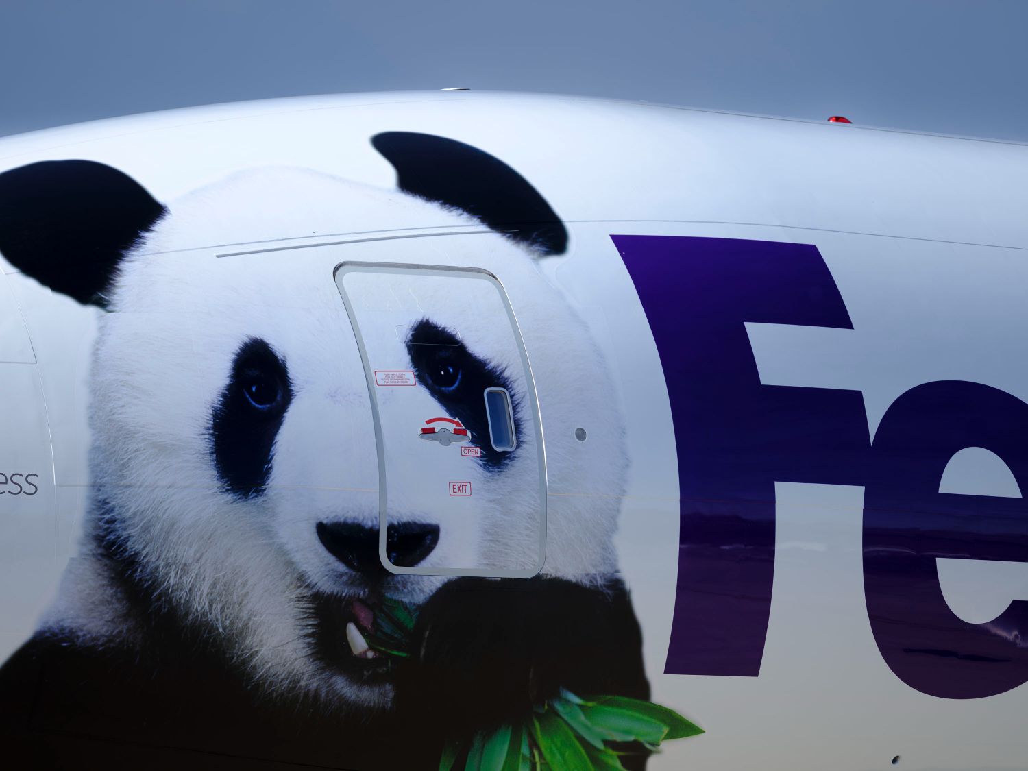 Gia đình gấu trúc Mỹ Hương Thiêm Thiêm và Tiểu Kỳ Tích 3 Gia đình gấu trúc Mỹ Hương, Thiêm Thiêm và Tiểu Kỳ Tích trở về Trung Quốc trên chuyến bay riêng FedEx Panda Express