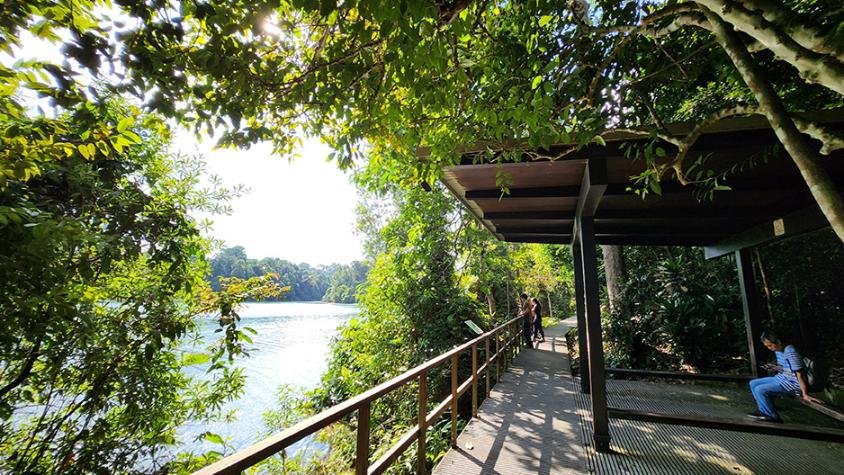 Park Connector Network Central Catchment Nature Reserve 1 Du lịch chữa lành tại Singapore