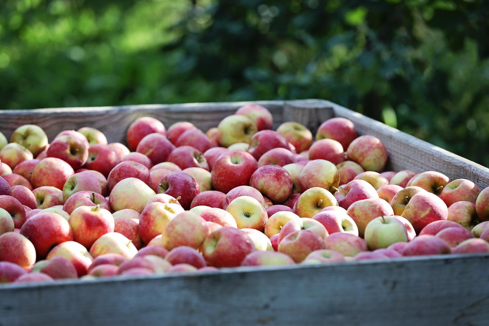 Từ vườn táo châu Âu đến Việt Nam — Hương vị vượt thời gian của táo Pháp INTERFE 2 Từ vườn táo châu Âu đến Việt Nam — Hương vị vượt thời gian của táo Pháp