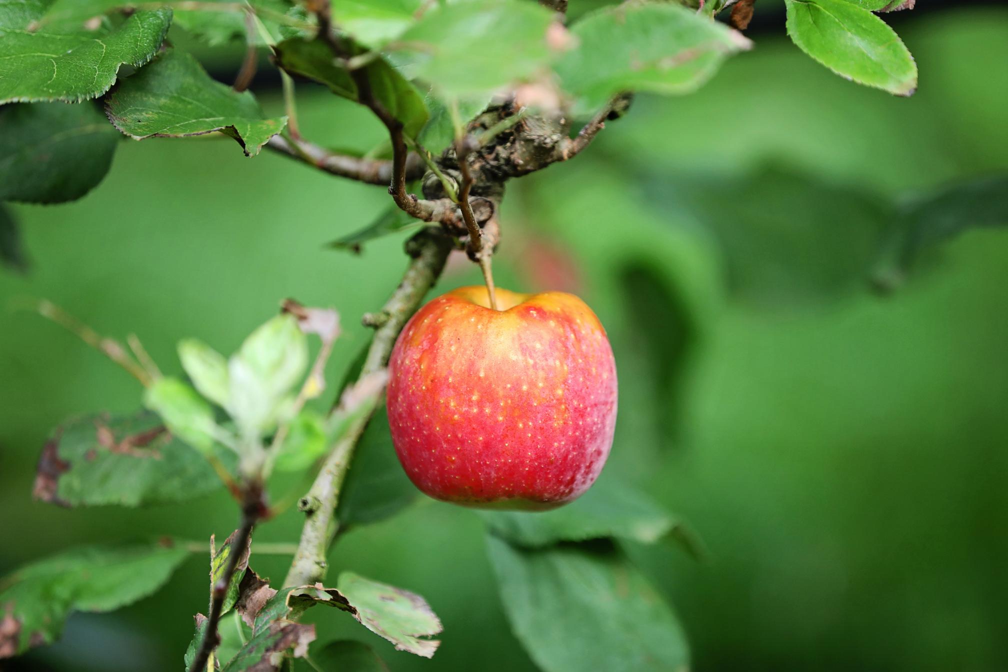 Từ vườn táo châu Âu đến Việt Nam — Hương vị vượt thời gian của táo Pháp táo Pháp 2 Từ vườn táo châu Âu đến Việt Nam — Hương vị vượt thời gian của táo Pháp