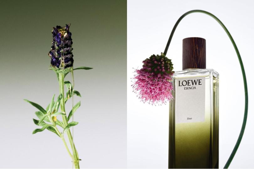 Tinh hoa cô đọng LOEWE Elixir toả hương đầu năm mới 2026 3 Tinh hoa cô đọng LOEWE Elixir toả hương đầu năm mới 2026